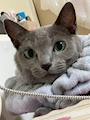 chiko