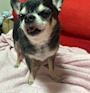 chiko