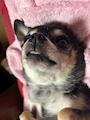 chiko