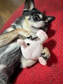 chiko