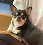 chiko