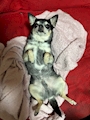 chiko