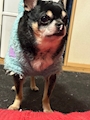 chiko