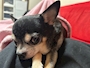 chiko