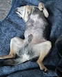 chiko