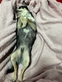 chiko