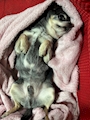 chiko