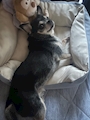 chiko