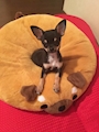 chiko
