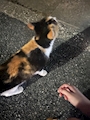 chiko