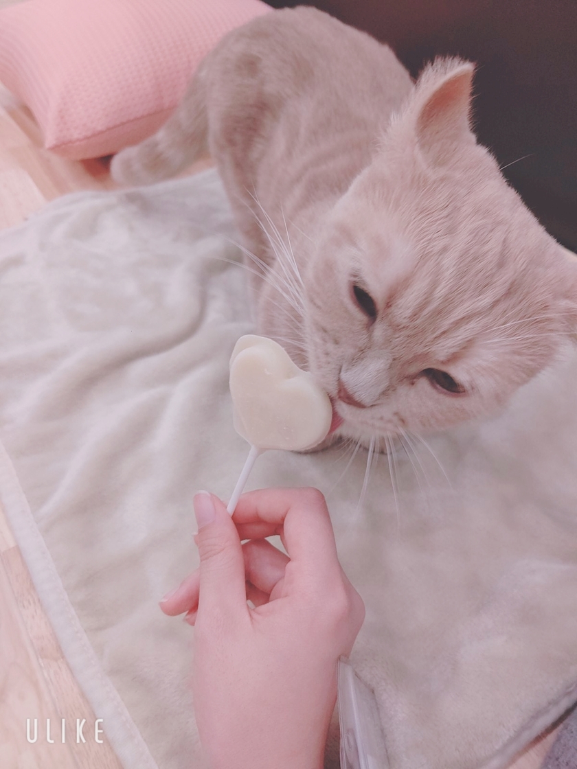 猫カフェ かのん Girl S Bar Sweet スウィート サイジョーエステートビル4階のガールズバー ポケパラ