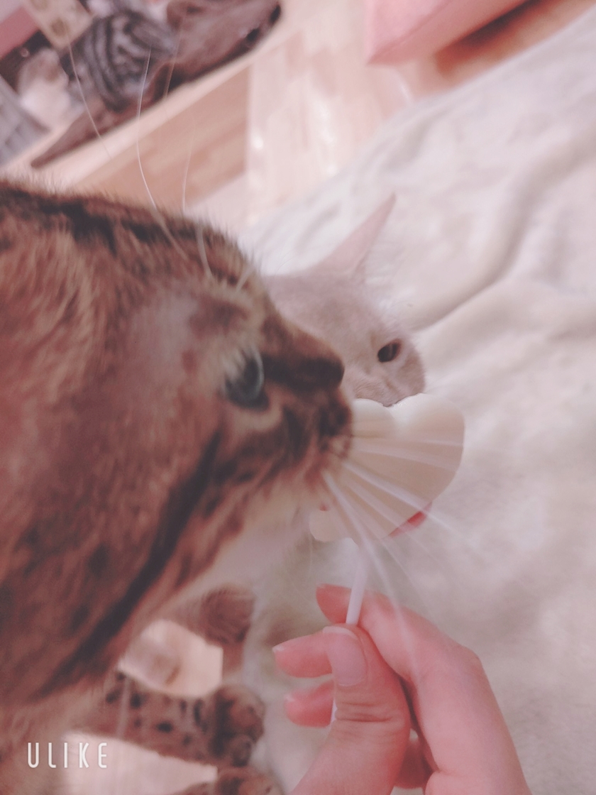 猫カフェ かのん Girl S Bar Sweet スウィート サイジョーエステートビル4階のガールズバー ポケパラ