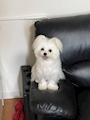 小麦子