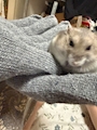 chiko
