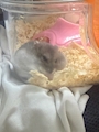 chiko