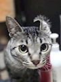 chiko