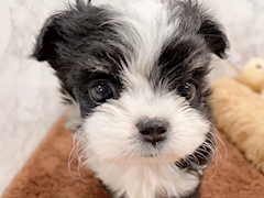 プロフィール写真7・みゆ｜CLUB ROYCE・ロイス - 船橋のキャバクラ