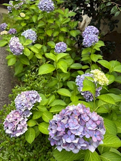 菊池 あみ