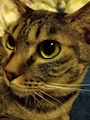 chiko