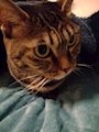 chiko