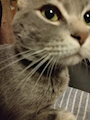 chiko