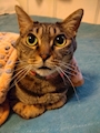 chiko