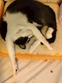 chiko