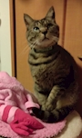 chiko