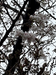 さな「桜の季節🌸」