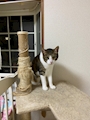 chiko