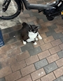 chiko