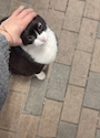 chiko