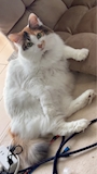 chiko