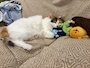 chiko