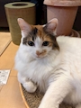 chiko