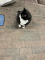 chiko
