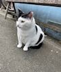 chiko