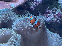 ユイ