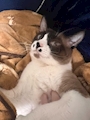 chiko