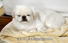 プロフィール写真9・ちゃぴるん(6)【新橋JJ自由時間】｜JJ-自由時間-・ジェイジェイ - 新橋のガールズバー