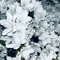 プロフィール写真12・ちゃぴるん(6)【新橋JJ自由時間】｜JJ-自由時間-・ジェイジェイ - 新橋のガールズバー