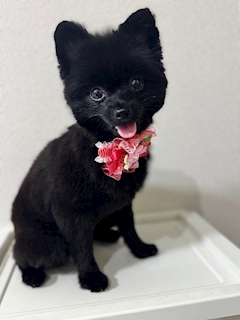 🩵🩷️🍀🌸ありさママ🌸🍀🩷️🩵