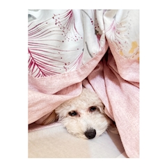あやか