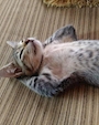 chiko