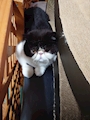 chiko