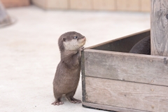 なお「いいから黙ってこれを見て」