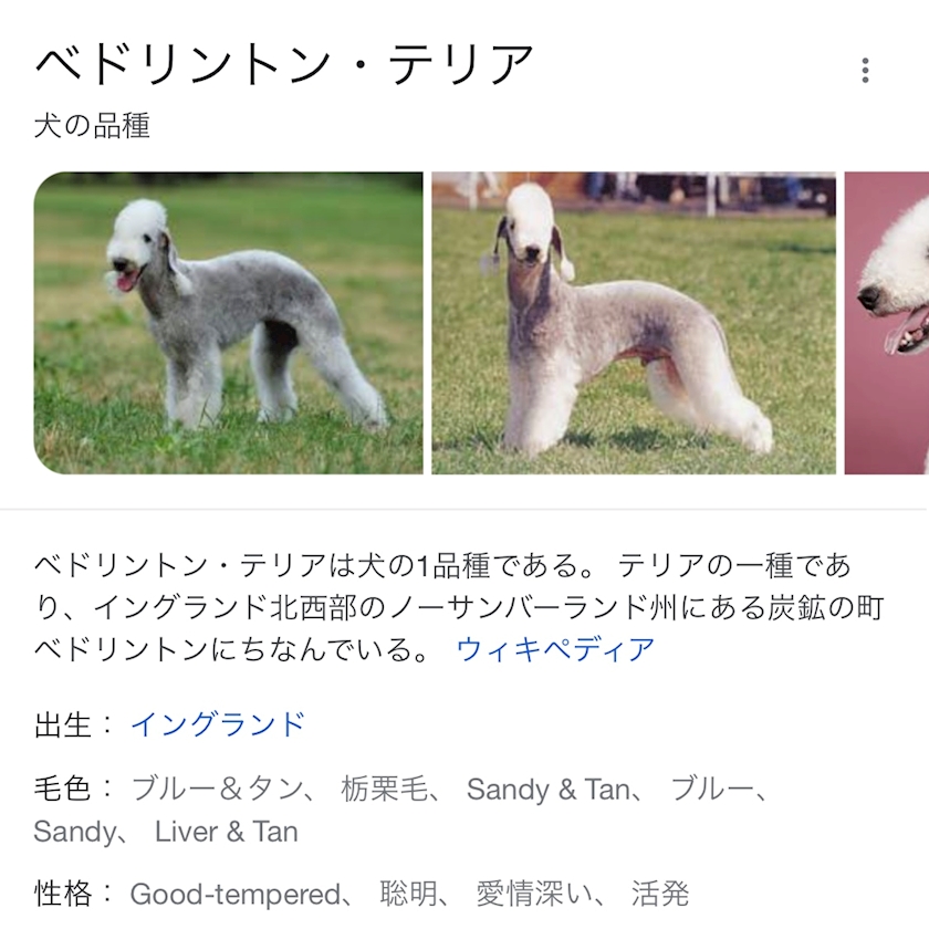 好きな犬の種類 犬種 は 逢ノ瀬マリア Arrow アロー 静岡 両替町のキャバクラ ポケパラ