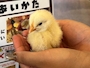 chiko