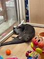 chiko