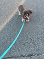 chiko